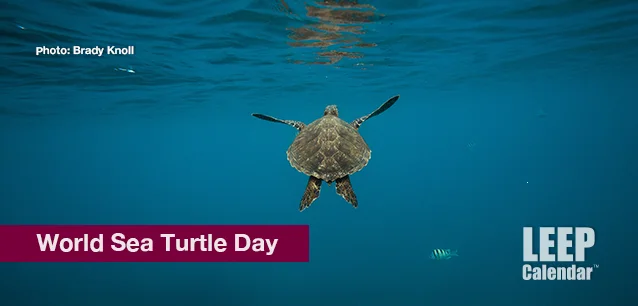 No image found World_Sea_Turtle_DayE.webp