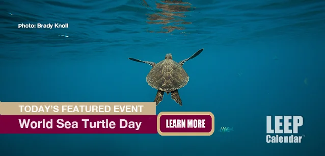 No Image found . This Image is about the event Sea Turtle Day, World: June 16. Click on the event name to see the event detail.