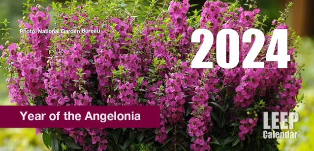 No Image found . This Image is about the event Year of the Angelonia: 2024. Click on the event name to see the event detail.