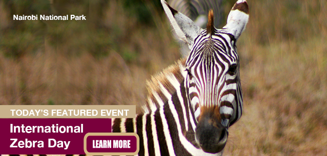 No Image found . This Image is about the event Zebra Day, Intl.: January 31. Click on the event name to see the event detail.