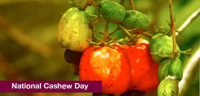 No image found 3793_Cashew_DayE.webp