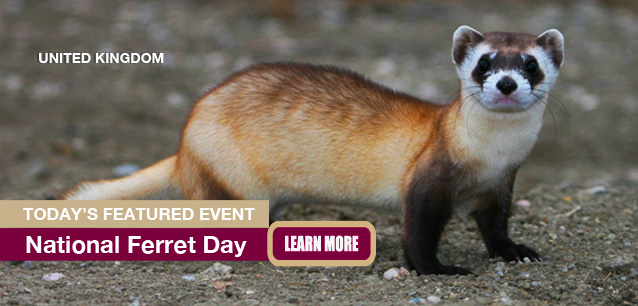 No Image found . This Image is about the event Ferret Day, Ntl. (UK): May 5. Click on the event name to see the event detail.