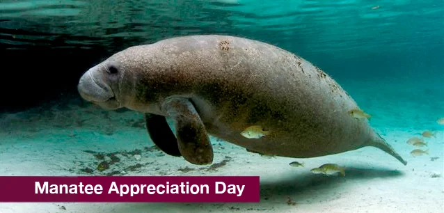 No image found 5319_Manatee_DayE.webp