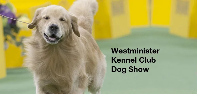 No image found 6933_Westimister_Kennel_clubE.webp
