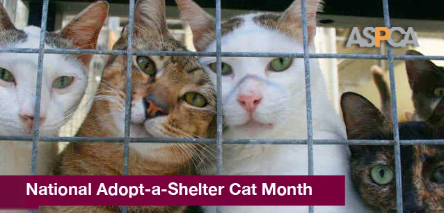No image found 8353_Adopt_Shelter_Cat_MonthE.webp