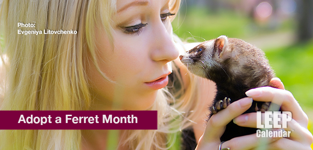 No image found Adopt_a_Ferret_MonthE.png