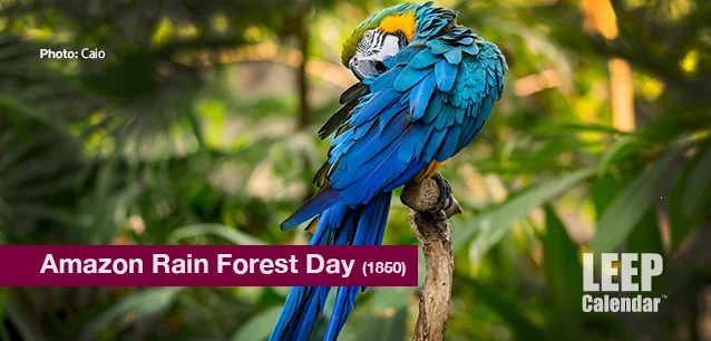 No image found Amazon_Rainforest_DayE.webp