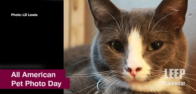 No image found American_Pet_Photo_DayE.webp
