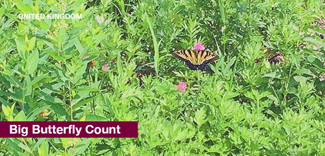 No image found BIGButterflyCountE.webp