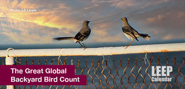 No image found Backyard_Bird_CountE.png