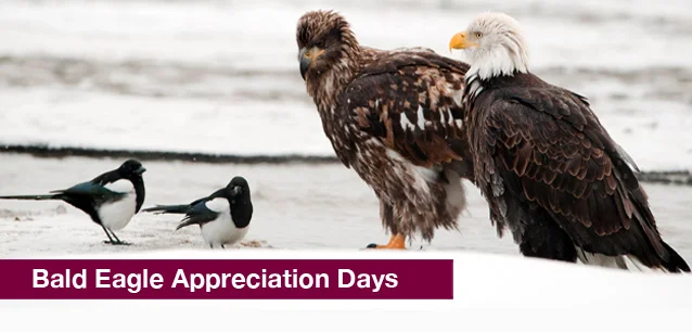 No image found Bald_Eagle_DaysE.webp