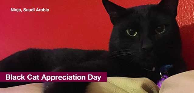 No image found BlackCatDayE.webp