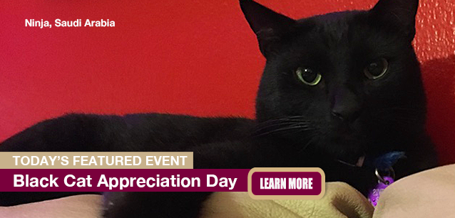 No Image found . This Image is about the event Black Cat Appreciation Day, Ntl.: August 17. Click on the event name to see the event detail.