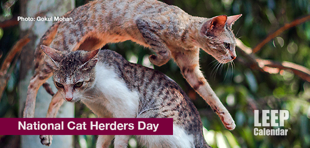 No image found Cat_Herders_DayE.png