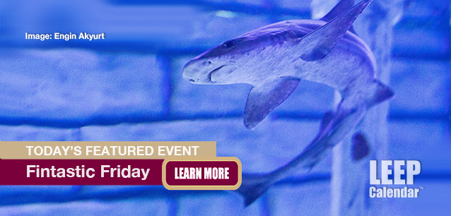 No Image found . This Image is about the event Finastic Friday, Sharks: May 9. Click on the event name to see the event detail.