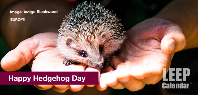 No image found HEDGEHOG_DAYE.webp