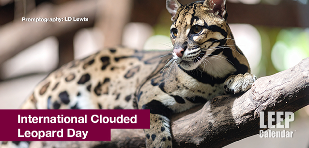 No image found Intl-Clouded-Leopard-Day-E.png