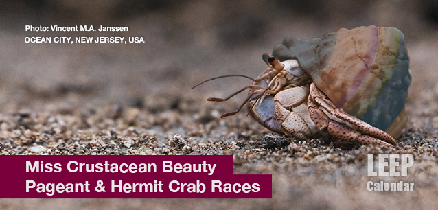 No image found Miss_Crustacean_Beauty_PageantE.png