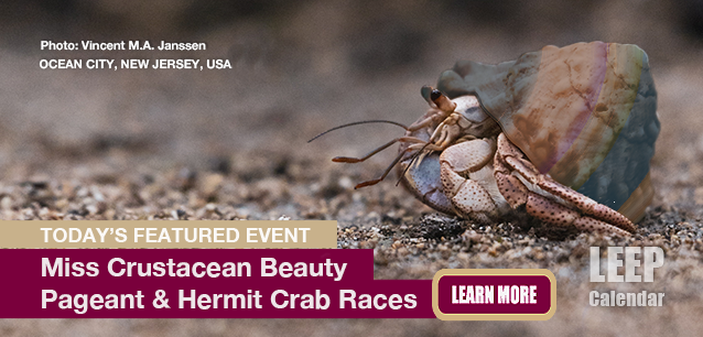 No Image found . This Image is about the event Miss Crustacean Beauty Pageant and Hermit Crab Races (US-NJ): August 13 (est). Click on the event name to see the event detail.