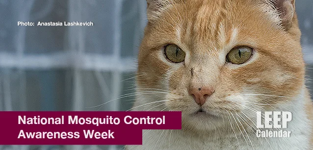 No image found Mosquito_Control_Awareness_WeekE.webp