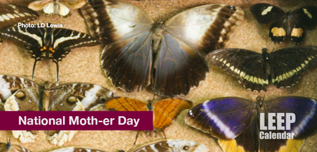 No image found Moth-er_DayE.png