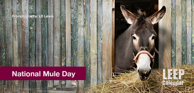 No image found National_Mule_DayE.png
