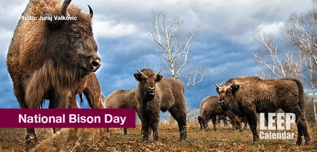No image found National_bison_dayE.webp