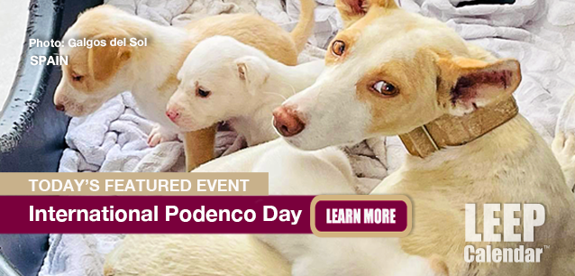 No Image found . This Image is about the event Podenco Day, Intl. (ES/UK): May 1. Click on the event name to see the event detail.