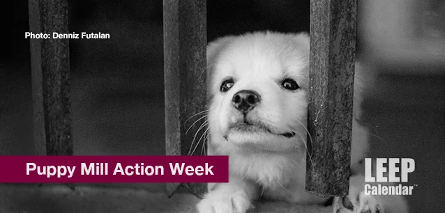 No image found Puppy_Mill_Action_WeekE.webp