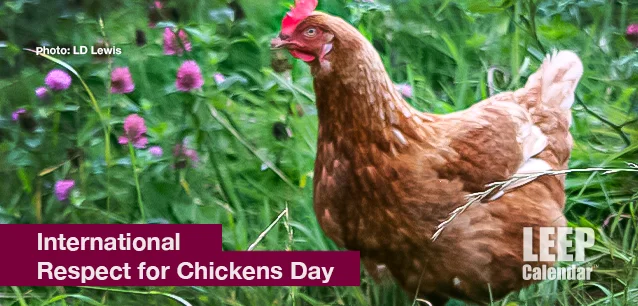 No image found Respect_for_Chickens_DayE.webp