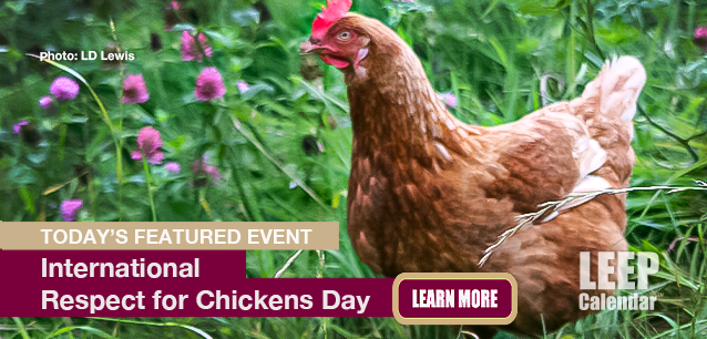 No Image found . This Image is about the event Chickens Day (Respect For), Intl.: May 4. Click on the event name to see the event detail.
