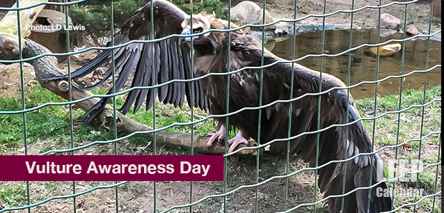No image found Vulture_Awareness_DayE.png