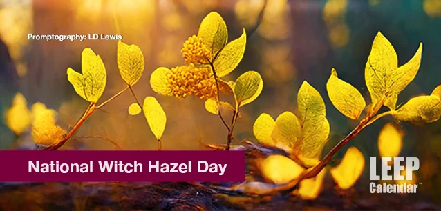 No image found Witch_Hazel_DayE.webp
