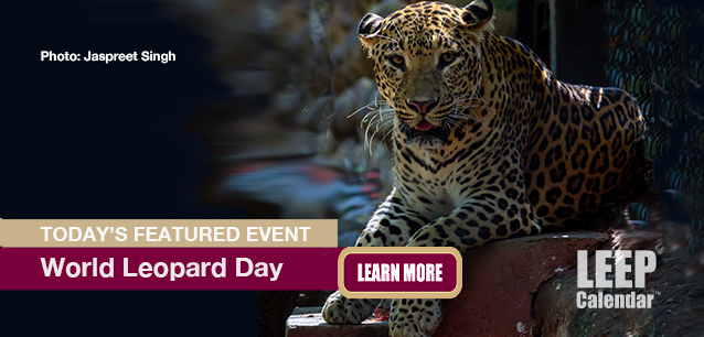 No Image found . This Image is about the event Leopard Day, World: May 3. Click on the event name to see the event detail.