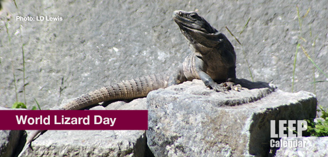 No image found World_Lizard_DayE.png