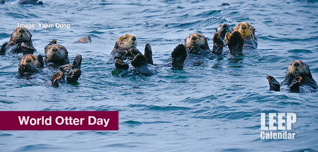 No image found World_Otter_DayE.webp