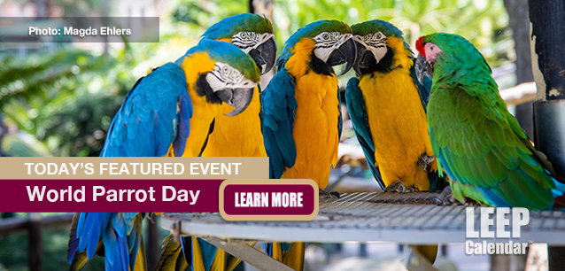 No Image found . This Image is about the event Parrot Day, World: May 31. Click on the event name to see the event detail.