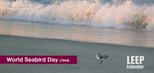 No image found World_Seabird_DayE.webp
