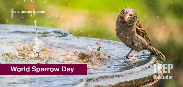 No image found World_Sparrow_DayE.webp