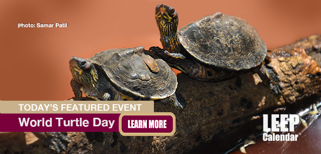 No Image found . This Image is about the event Turtle Day, World: May 23. Click on the event name to see the event detail.