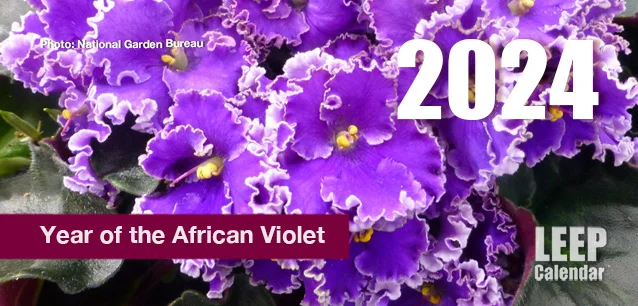 No image found Year_of_the_African_VioletE.webp