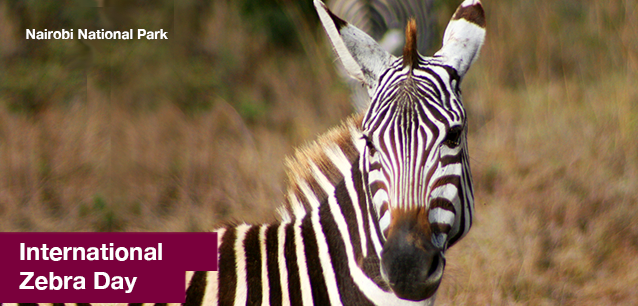 No image found ZebraDayE.png